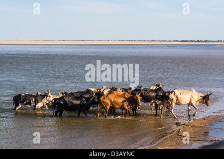 Zebu-Herde Überquerung des Flusses in der Nähe von Morombe im Südwesten Madagaskars. Stockfoto