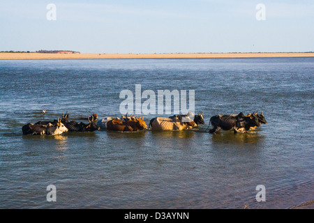 Zebu-Herde Überquerung des Flusses in der Nähe von Morombe im Südwesten Madagaskars. Stockfoto