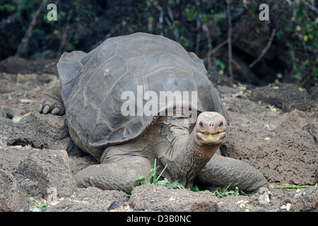 Lonesome George war die letzte Riesenschildkröte der Pinta-Island, Chelonoidis Nigra Abingdonii, Galapagos-Archipel, Ecuador. Stockfoto