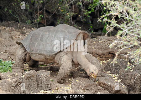 Lonesome George war die letzte Riesenschildkröte der Pinta-Island, Chelonoidis Nigra Abingdonii, Galapagos-Archipel, Ecuador. Stockfoto