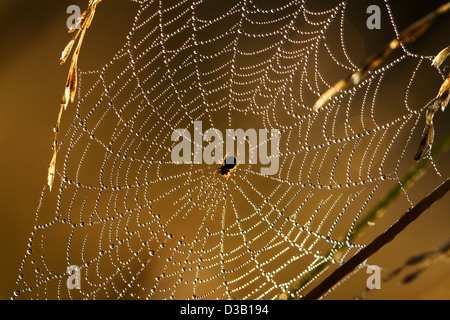 Spinne auf einer Webseite Stockfoto