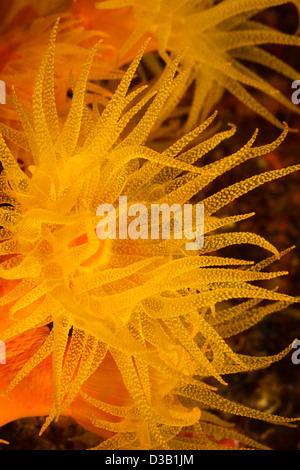 Einen genauen Blick auf orange Schale Korallen, Tubastrea Coccinea, Philippinen. Stockfoto