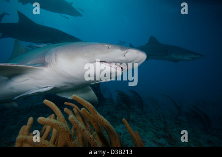 Zitrone Hai, Negaprion Brevirostris, Unterwasser mit Schiffshaltern, West End, Grand Bahamas, Atlantik. Stockfoto