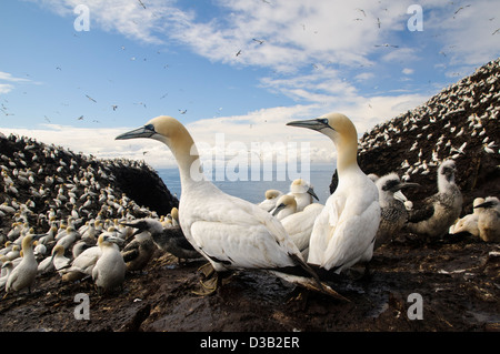 Ein paar Erwachsene Basstölpel (Morus Bassanus) Blick auf die Gannetry auf dem Bass Rock in den Firth of Forth. Stockfoto