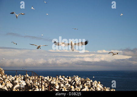 Ein Erwachsener Basstölpel (Morus Bassanus) kommen, um in den Gannetry landen auf dem Bass Rock im Firth of Forth, East Lothian Stockfoto