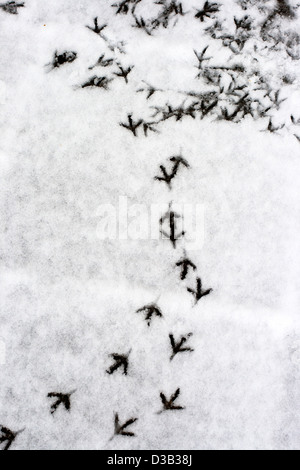 Mehreren Vogelfuß Schritte im Schnee Stockfoto