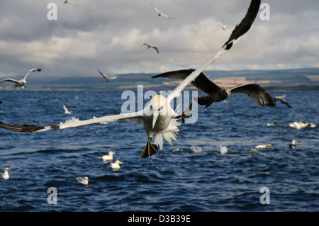 Ein Erwachsener Basstölpel (Morus Bassanus) im Flug und Banken mit Füßen ausgebreitet, unmittelbar vor dem Tauchen für einen Fisch. Stockfoto