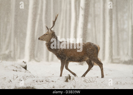 Rotwild-Hirsch in einem Schneesturm, Schottisches Hochland Stockfoto