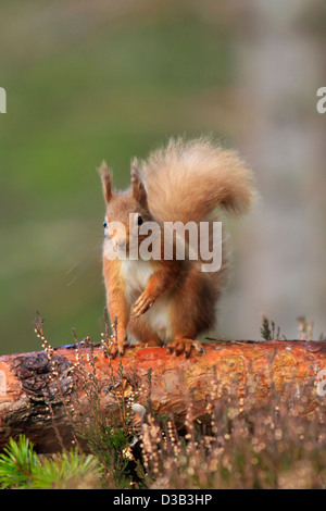 Eichhörnchen im Wintermantel, Schottisches Hochland Stockfoto