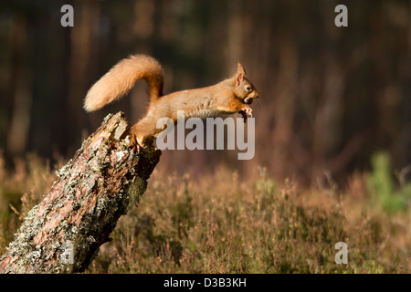 Eichhörnchen springen von einem Protokoll, Schottisches Hochland Stockfoto