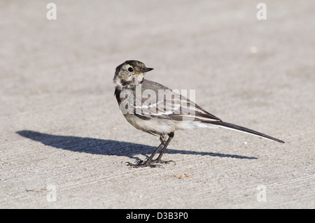 Eine juvenile Trauerschnäpper Bachstelze (Motacilla Alba) stehend auf Beton mit strahlendem Sonnenschein einen starke Schatten wirft. Rainham, Essex. Stockfoto