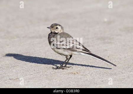 Eine juvenile Trauerschnäpper Bachstelze (Motacilla Alba) stehend auf Beton mit strahlendem Sonnenschein einen starke Schatten wirft. Rainham, Essex. Stockfoto