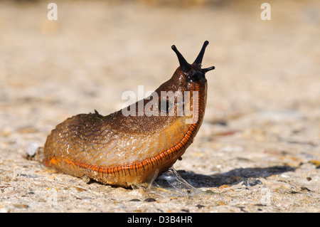 Eine rote Nacktschnecke (Arion Rufus) heben den Kopf beim Überqueren einer konkreten Fahrbahn bei Vierschrötigkeit Nature Reserve, Bexley, Kent. September Stockfoto