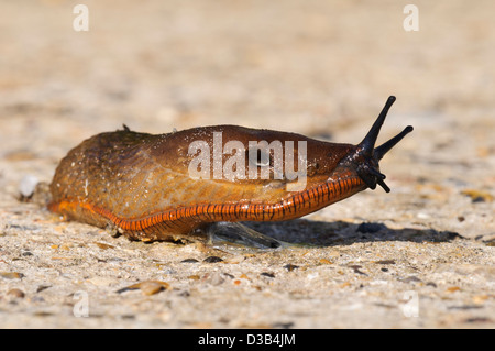 Eine rote Nacktschnecke (Arion Rufus) heben den Kopf beim Überqueren einer konkreten Fahrbahn bei Vierschrötigkeit Nature Reserve, Bexley, Kent. September Stockfoto