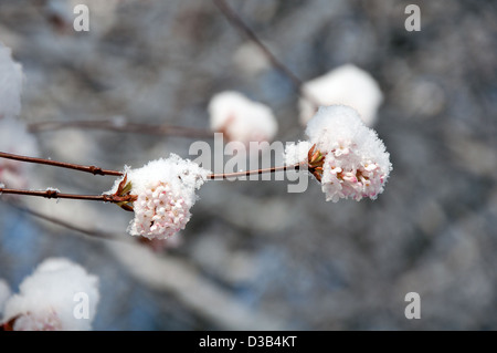 Schöne Blumen von rosa Viburnum blühen im winter Stockfoto