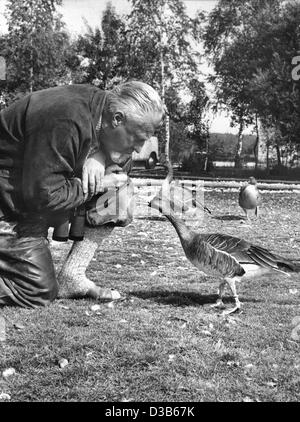 (Dpa-Dateien) - Konrad Lorenz, österreichischer Zoologe und Verhaltensforscher, im Bild mit seiner Graylag Gänse auf einer undatierten Datei Bild in Starnberg, Deutschland. Für seine Arbeit bei der Einrichtung der Wissenschaft der Ethologie, insbesondere seine Studies über die Organisation von Individuum und Gruppe Verhaltensmuster Stockfoto