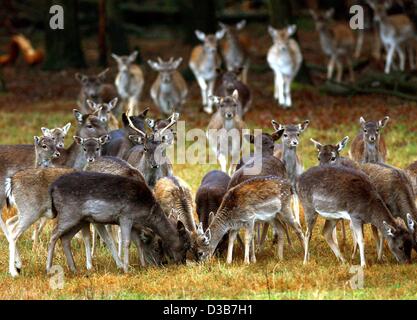 (Dpa) - eine Herde Damhirsche hat Futter in einem eingezäunten Bereich in Kraack, Deutschland, 26. November 2002. Ca. 380 Tiere, die für die Spieleproduktion abgehalten werden, teilen sich eine Fläche von 65 Hektar Wald und Weide. Stockfoto