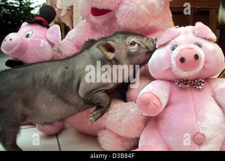 (Dpa) - "Maxel", ein Mini-Schwein, spielt mit Spielzeug Schweinchen im Schwein Museum in Muenchenbernsdorf, Deutschland, 14. Dezember 2000. Bei Temperaturen unter Null Tiere fallen haben einen guten Instinkt, warm zu halten: sie sind eng, teilen ihre Wärme, die niedliche Szenen kuscheln. Stockfoto