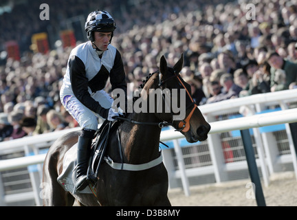 Jockeys springen während des Cheltenham Festivals eine jährliche Pferd Renn-Veranstaltung in England ihre Pferde über einen Zaun Stockfoto