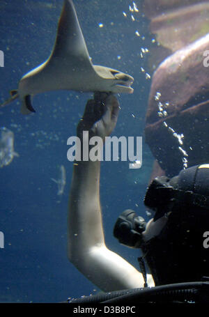 (Dpa) - feeds ein Kuh-Nase-Strahl aus der Hand eines Mitarbeiters des Aquariums im Zoo in Berlin, Freitag, 15. Juli 2005. Nachdem ein Virus-Infektionen die vorherige getötet hatte Strahlen Kuh-Nase der Auquarium sechs neue gekauft. Anstatt sich ihre Nahrung im Wasser oder auf dem Boden Strahlen die Kuh-Nase h Stockfoto