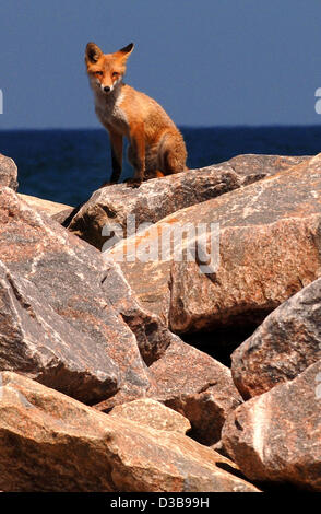 (Dpa) - das Bild vom 29. Juni 2005 zeigt einen Fuchs sitzen am Pier der Grenzziehung, Deutschland. Eine Fuchsfamilie bringt seit schon einige Jahre bis ihre Jungen zwischen den Felsen des Piers. Stockfoto