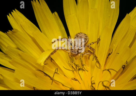 Eine gemeinsame Basis Krabbenspinne (Xysticus Cristatus) lauern in eine Blume Löwenzahn im Naturreservat Crossness, Bexley, Kent. Stockfoto