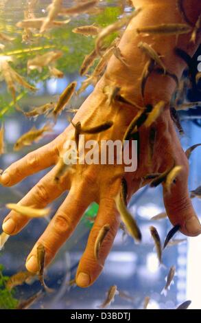 (Dpa) - Arzt Fische, sogenannte Kangal Fische knabbern an den Fingern einer Hand in Bocholt, Deutschland, 23. Januar 2003. Die 10 cm lange "Garra Rufa" Fische aus Kangal in der Türkei, werden für die Therapie von Hautkrankheiten verwendet: Menschen mit neurologischen, rheumatischen und Hautkrankheiten wie Schuppenflechte ta Stockfoto