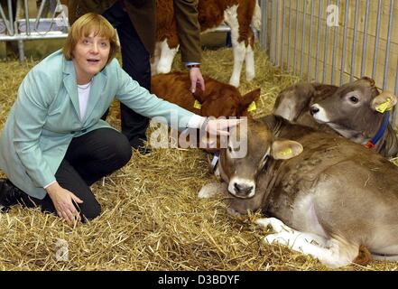 (Dpa) - Angela Merkel, Vorsitzende der christdemokratischen Partei CDU, kniet sich neben Kälber auf der Grünen Woche ("Gruene Woche")-Messe in Berlin, 24. Januar 2003. Die Grüne Woche ist eine internationale Fachmesse für Landwirtschaft und Gartenbau. 1.600 Aussteller aus 55 Ländern kommen zu den f Stockfoto