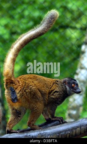 (Dpa) - eine weibliche White-fronted braune Lemur (Eulemur Fulvus Albifrons) Steigungsstücke rund um die Äste eines Baumes im Zoo in Eberswalde, 13. Mai 2003. Die White-fronted braune Lemur lebt im östlichen Regenwald und wird daher durch Entwaldung und Jagd bedroht. Es wird nun angenommen, dass das braune Lem Stockfoto