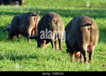 (Dpa) - drei Schweine Gras auf einer Wiese in Bargteheide, in der Nähe von Hamburg, Germany, 26. Mai 2003. Die Schweine dürfen bleiben auf der Wiese, die Tag und Nacht und langsam füttern, bis sie Fett genug, um Bio-Chop und Bio-Schinken umgewandelt werden werden. Stockfoto