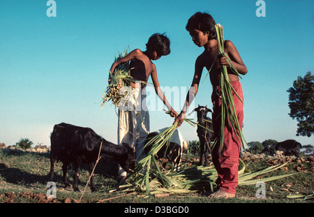 Bruder und Schwester gefangen Fütterung ihrer Familie Ziegen. Tangail District, Bangladesch Stockfoto