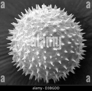 (Dpa) - das undatierte Handout von der Friedrich-Schiller-Universität Jena zeigt eine extrem vergrößerte Pollen. Das Bild wurde mit einer modernen Rasterelektronenmikroskop des vor kurzem gegründeten EMZ-Instituts an der medizinischen Fakultät der Universität Jena aufgenommen. Stockfoto