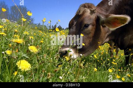 (Dpa) - eine braune Kuh weidet auf der Wiese mit Löwenzahn in der Nähe von Simmerberg, Bayern, 5. Mai 2003. Stockfoto