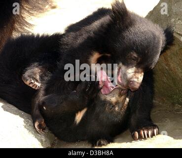 (Dpa) - die zwei kleinen Lippenbären Hubert und Jürgen spielerisch durch ihrem Gehege im Zoo in Berlin, rampage 2. Juni 2003. Die Bären sind nur sechs Monate alt. Stockfoto