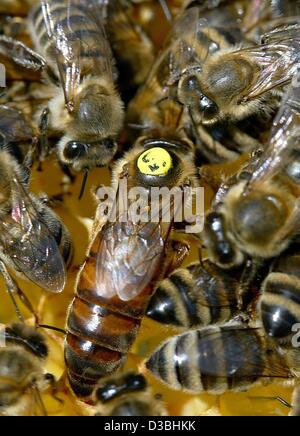 (Dpa) - die Königin ist markiert mit einem gelben Fleck auf einem Bienenstock in Elbeu, Deutschland, 7. Mai 2003. Ein Bienenstock besteht aus drei Klassen: die Königin, 30.000 bis 60.000 ArbeiterInnen und mehrere hundert männlichen Drohnen. Das nur fruchtbare Weibchen ist die Königin. Gibt es andere Frauen, aber sie produzieren keine Eiern. Stockfoto