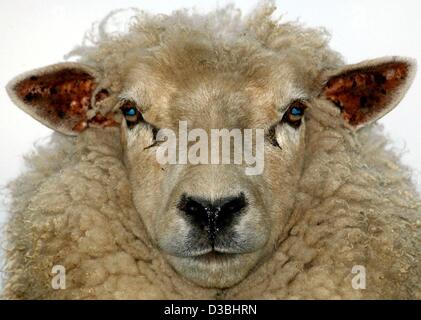 (Dpa) - ein Schaf auf dem Deich steht und schaut in die Kamera Kronsnest, Deutschlands 1. Mai 2003. Zucht dieser Tiere ist eine der Hauptbeschäftigungen der Deich Bauern in Schleswig-Holstein. Stockfoto