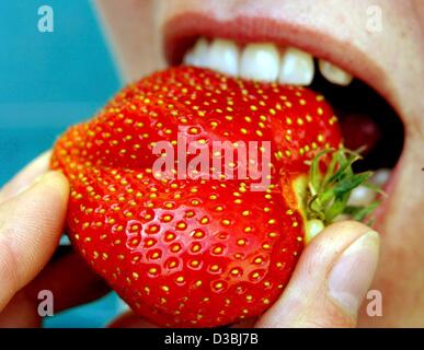 Eine junge Frau beißt in eine Reife Erdbeere in Xanten, Deutschland, 6. Mai 2003. Wegen den letzten Zusammenfassung Temperaturen hat die Erdbeersaison Anfang dieses Jahres begonnen. Stockfoto