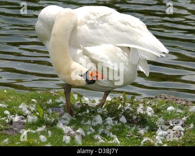 (Dpa) - ein Schwan steht am Ufer eines Sees und reinigt sein Gefieder in München, 22. Mai 2003. Der Vogel zupft einfach störende Federn heraus. Die "aussortierten" Federn sind bereits rund um den Schwan in großen Mengen. Stockfoto