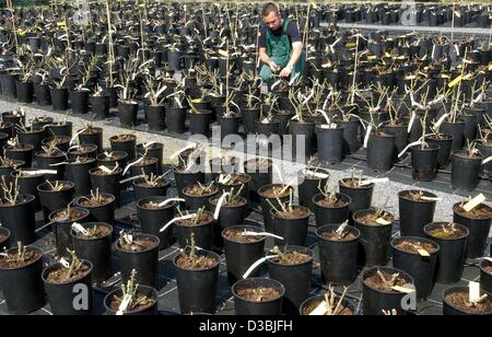 (Dpa) - ein Gärtner ist Trimmen Rosengewächse in Europa Rosarium Sangerhausen, Deutschland, 25. April 2003. Sangerhausen ist die größte Rosensammlung der Welt. Der 100-Jahr-alte Rosengarten hat 60.000 Rosenstöcke von etwa 7.000 Sorten auf 12,5 Hektar und 100.000 Besucher pro Jahr anzieht. Die Stockfoto