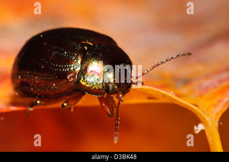 Ein Rosmarin-Käfer (Chrysolina Americana) thront auf einem herbstlichen Blatt in einem Garten in Belvedere, Kent. September. Stockfoto