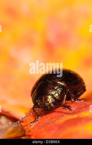 Ein Rosmarin-Käfer (Chrysolina Americana) thront auf einem herbstlichen Blatt in einem Garten in Belvedere, Kent. September. Stockfoto