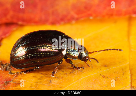 Ein Rosmarin-Käfer (Chrysolina Americana) thront auf einem herbstlichen Blatt in einem Garten in Belvedere, Kent. September. Stockfoto