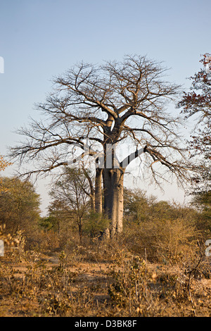 Boabab Baum in Namibia Stockfoto