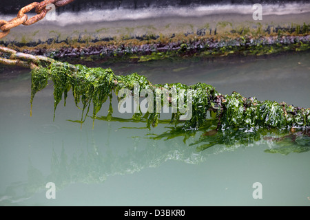 Alten rostigen Liegeplatz Kette bedeckt in Algen in der Lagune Stockfoto