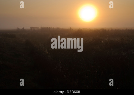Der aufgehenden Sonne über den Röhrichten an einem nebligen Morgen am Elmley Sümpfe National Nature reserve, Isle of Sheppey, Kent. Oktober. Stockfoto
