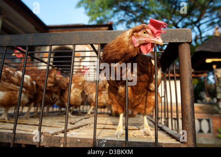 Huhn stochert Kopf aus Käfig zum Verkauf auf Markt Pasar Seni, Ubud, Bali, Indonesien Stockfoto