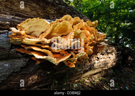 Eine extrem große Exemplar der Huhn der Wald Pilz (Laetiporus Sulphureus) auf einen umgestürzten Baumstamm in Clumber Park wächst. Stockfoto