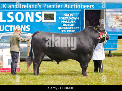Ein Vieh Richter an einer Viehschau Inspektion einen Preis Aberdeen Angus (Black Angus) Stier. Dalry, North Ayrshire, Schottland, UK Stockfoto