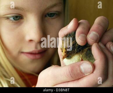 (Dpa) - Lena hält in ihren Händen ein kleines Küken, die gerade aus seiner Schale vor, ein paar Stunden im Universum Science Center in Bremen, Deutschland, 10. April 2003. Während der Osterzeit, von 8 bis 22 April können Besucher die "Geburt" Huhn auf der Messe live beobachten "vom Ei zum einen Fledgli Stockfoto