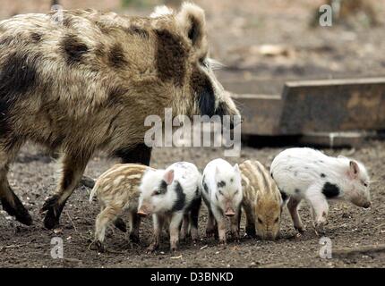 (Dpa) - fünf hatte und einem ausgewachsenen Wildschwein sind auf der Suche nach Nahrung in einem Park in Güstrow, Deutschland (undatiert). Zwei von den hatte sind farbige normalerweise, d.h. gelbliche und braune dunkle Streifen, während die anderen drei aus dem gleichen Wurf schauen "Dalmatiner": schwarze Flecken auf weißem Grund. Dieser Mantel colouri Stockfoto